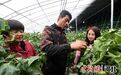 河北饶阳：设施蔬菜春管忙 增产提质有保障