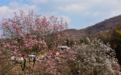 春回大别山 邀您来赏花~