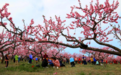 共赴一场浪漫花事 永修县第十八届凤凰山桃花节3月17日开幕