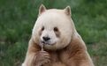 江西"熊猫院士"团队新发现：棕白色大熊猫由基因缺失突变导致