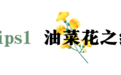 来徽州 上春山丨与“宁”闯入繁花世界🥰