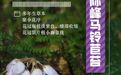 鹰潭：阳际峰马铃苣苔开花有点特别