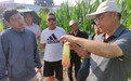 刘天学：合理密植 做好玉米单产提升