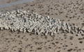 阿克塞民警化身“牧羊人”　护航春季牧民转场
