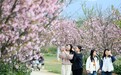 宁都：春光美正是赏花时（图）