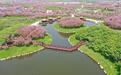 春色芳菲 樱花满园 安徽固镇樱花季游玩攻略来啦！