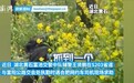 盗窃嫌疑人逃避追捕在油菜花田“装死” 被抓时原地“复活”