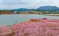 江西武宁：“赏花经济”带火生态旅游