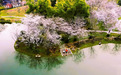湖北武汉：樱花树下的“赏花经济”