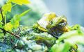 地耳蒲公英荠菜　甘肃这口“春味”老鲜了