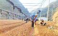 建成高标准中药材基地3万余亩 郧西中药材种植找到致富金“药”匙