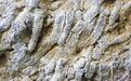 鄂西北山区发现泥盆纪珊瑚化石 实证3.5亿年前秦岭是海洋
