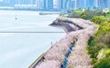 带动一座城市的青春与活力 滨江“樱花跑”为何能出圈