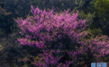 河南鲁山：紫荆花开春意浓