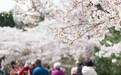 快来中山公园青岛樱花会 来一场春日浪漫之旅