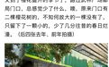 杭州市中心少了棵花树 眼尖的市民全网求助 四天后……