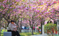 鹤壁市淇滨区：“中国最美樱花大道”已吸引游客近200万人次