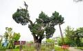 年轮超过1200圈 它是武汉最古老的树
