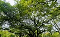 百年樟树即将枯萎坏死 定南鹅公镇政府：抢救并对全镇古树名木健康程度进行摸排