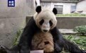 兰州野生动物园大熊猫亮相　四小只吃笋玩耍萌得嘞