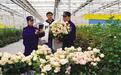 今年首次出口日本　兰州新区“鲜花经济”越开越旺