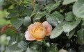南京月季展绽放春之华章：百种“玫瑰”斗艳，邀你共赏“花中皇后”