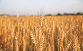 即墨区紧抓农时 指导农户做好小麦生长中后期管理