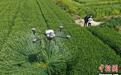 大学生留乡组建植保无人机飞防团队 累计作业50多万亩