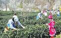 陇上江南春茶采摘正当时
