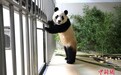 大熊猫“福宝”隔离检疫生活即将期满 将择机与公众见面