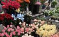 假期市民买花忙 武汉时令鲜花上新热销