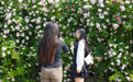 浪漫拉满！安徽新华学院2000米蔷薇花墙美出圈