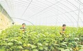 温室大棚“春意浓” 设施农业促增收——礼泉县农业农村发展转型升级的肖东村实践