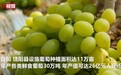 “中国设施葡萄之乡”河北饶阳11万亩葡萄陆续成熟