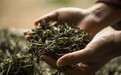 成立专业运营团队 西海岸新区不断提升海青茶价值链