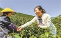 “95后”驻村第一书记“真驻实干”兴茶业