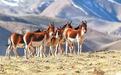 张掖肃南草原上的藏野驴　青藏高原上的“生态使者”