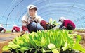 丰宁打造数字化无土栽培蔬菜种植模式，实现全年无间断生产