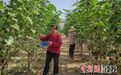 江苏丰县：“小而精”特色果蔬种植赋能乡村产业振兴