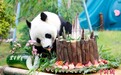大熊猫“雅吉”迎来10周岁生日