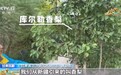 沙漠能种出哪些神奇植物？680余种"耐旱王者"扎根河西