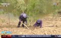7旬“刚强兄弟”95后小伙治沙造林　卫星视角看新画卷