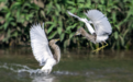 爱在圭塘河丨董元君：圭塘河畔的“打鸟人”