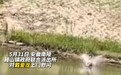 安徽南陵：理发师跳河勇救落水者获警察点赞