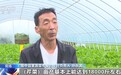 兰州高原夏菜抢鲜上市　每天2000吨发往南方