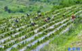 甘肃清水：金银花种植助民增收