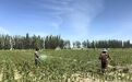 打造精品制种示范点　瓜州农业“芯”上分