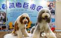 6月28日至30日 东北亚（长春）国际宠物展开幕