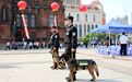 【禁毒宣传日】功勋犬闪耀禁毒宣传日吸引万众目光
