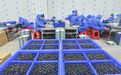 抚州东乡：种植蓝莓1.6万亩 特色产业助民富（图）